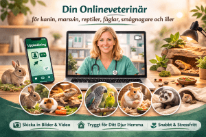 1. Din onlineveterinär för ditt husdjur