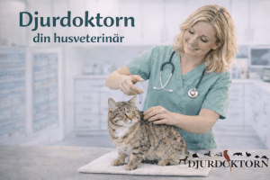 Veterinär och kattundersökning i klinik