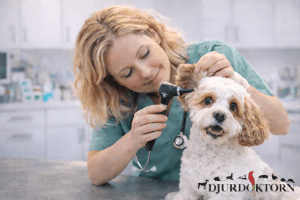 Veterinär undersöker hundens öra