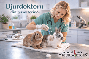 Veterinär vaccinerar kaniner på klinik