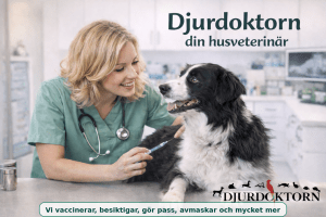 djurdoktorn i salabacke vaccinerar din hund och katt och kanin